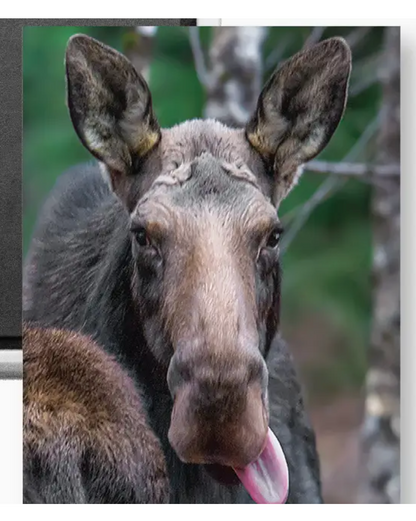 NH's MOOSE magnet (White Mountain Images) OL