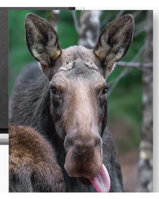 NH's MOOSE magnet (White Mountain Images) OL