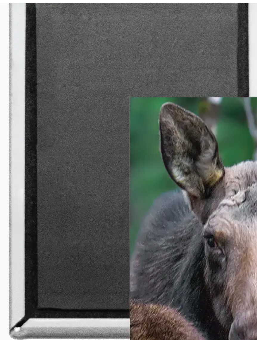 NH's MOOSE magnet (White Mountain Images) OL