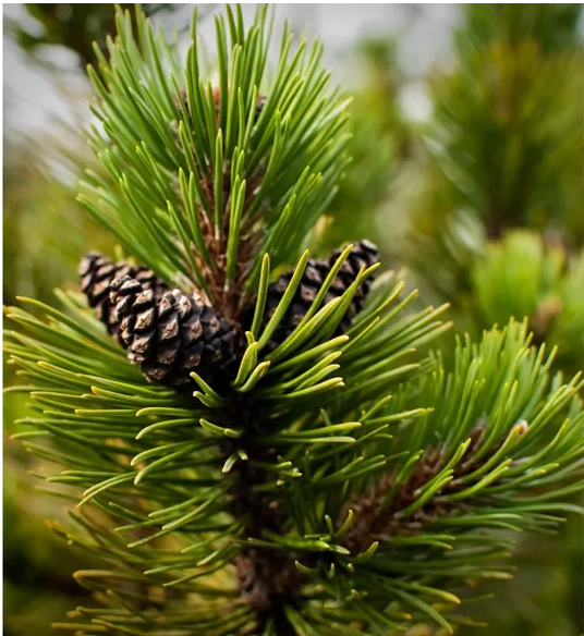 Hand Poured Mountain Pine 8 oz. soy, clean burn candle (LIT Candles of New England) OL