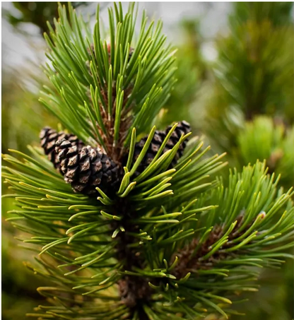 Hand Poured Mountain Pine 8 oz. soy, clean burn candle (LIT Candles of New England) OL