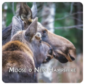 NH's MOOSE magnet (White Mountain Images) OL