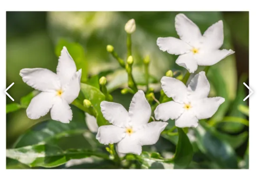 Hand Poured "Luxurious" 8 oz. soy, clean burn candle (LIT Candles of New England) OL