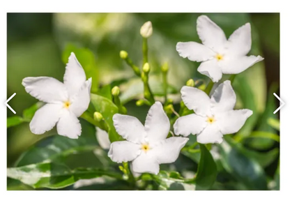 Hand Poured "Luxurious" 8 oz. soy, clean burn candle (LIT Candles of New England) OL